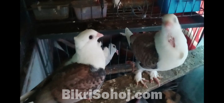 ঝড়না সার্টিন কবুতর বে‌বি